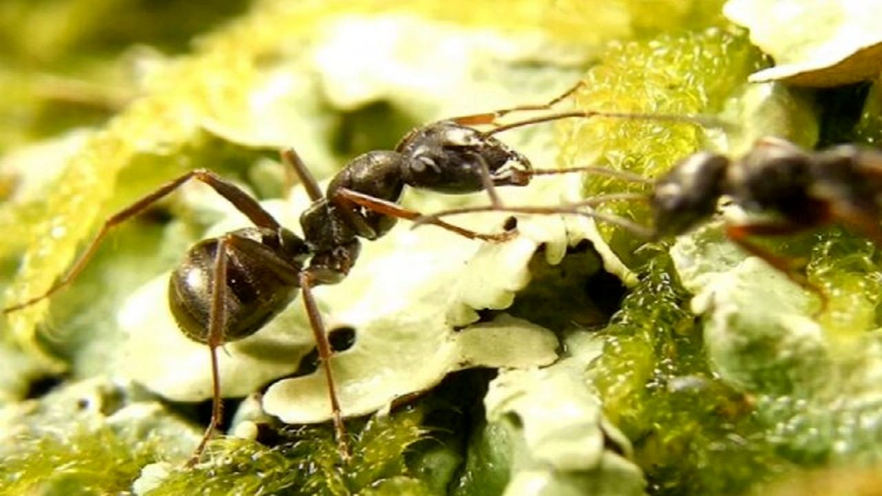 تشخیص سرطان با کمک مورچه 