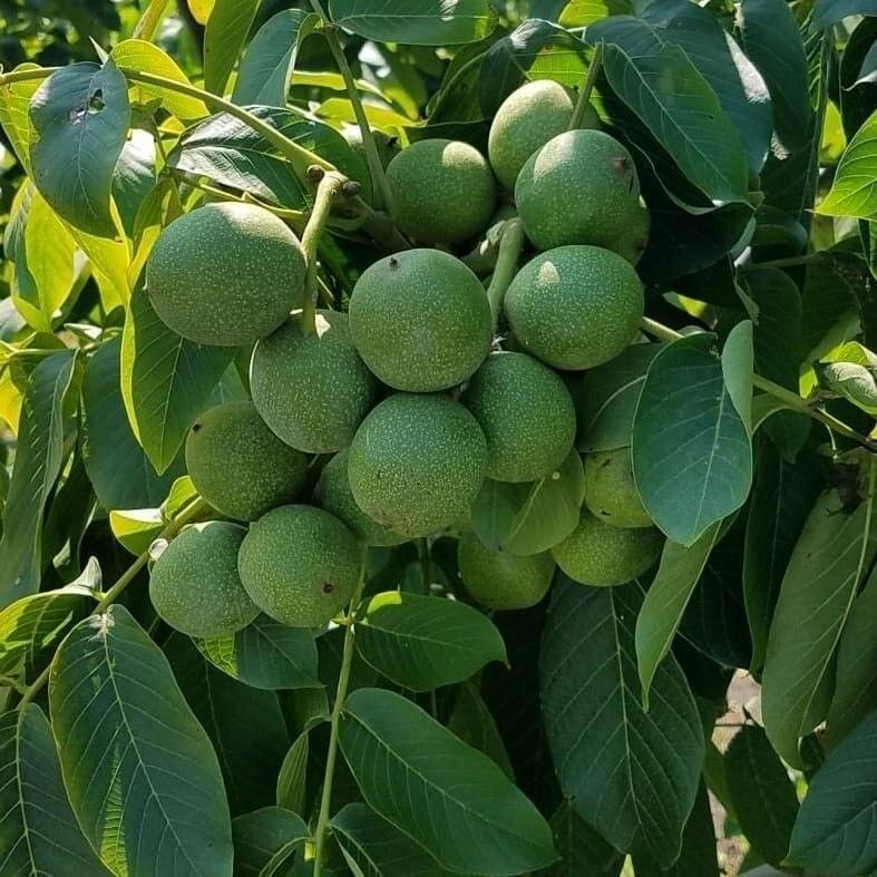 گردو اصلاح شده فقط 35 هزار و نهال یارانه ای جهادکشاورزی 15هزار و اکثر نهال های میوه 20هزار