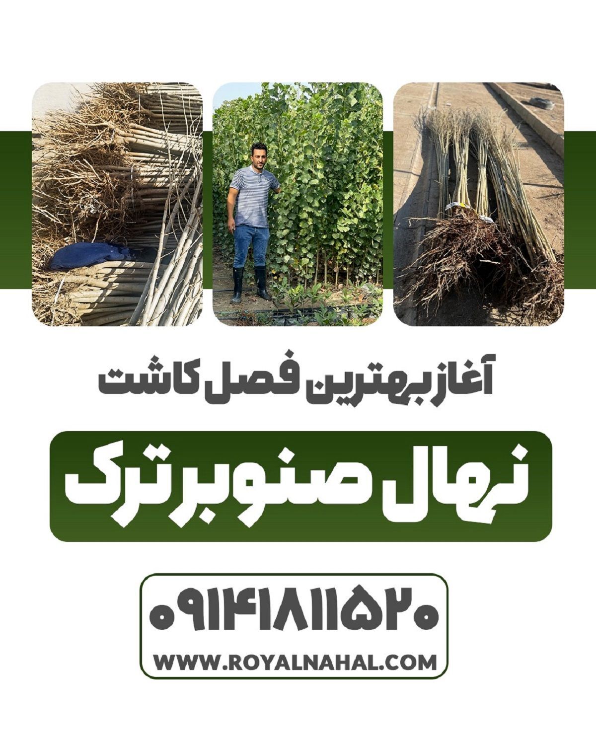 فروش "نهال صنوبر ۳ متری" فقط ۱۵ هزار تومان