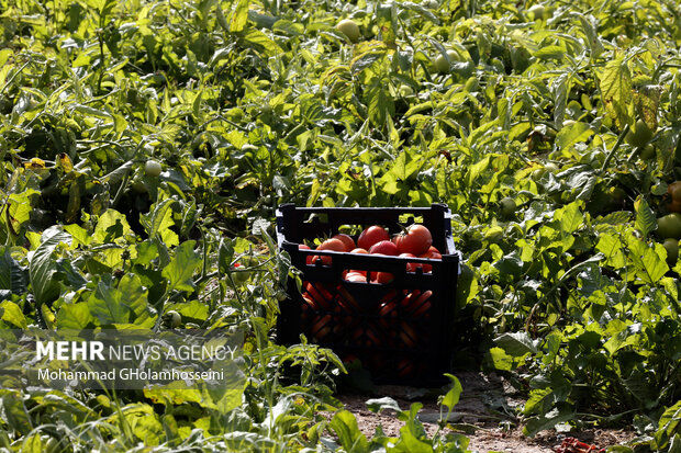 این کشور واردات گوجه‌فرنگی از ایران را آزاد کرد