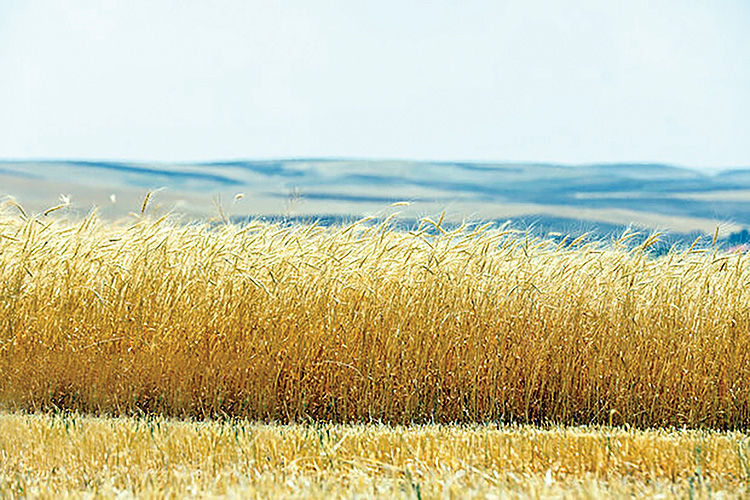 تولید و برداشت گندم افزایش یافت