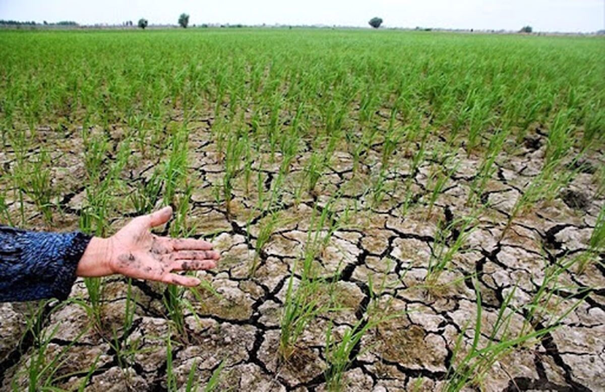 خشکسالی به ۱۱۷ هزار هکتار از اراضی زراعی آذربایجان شرقی خسارت زد