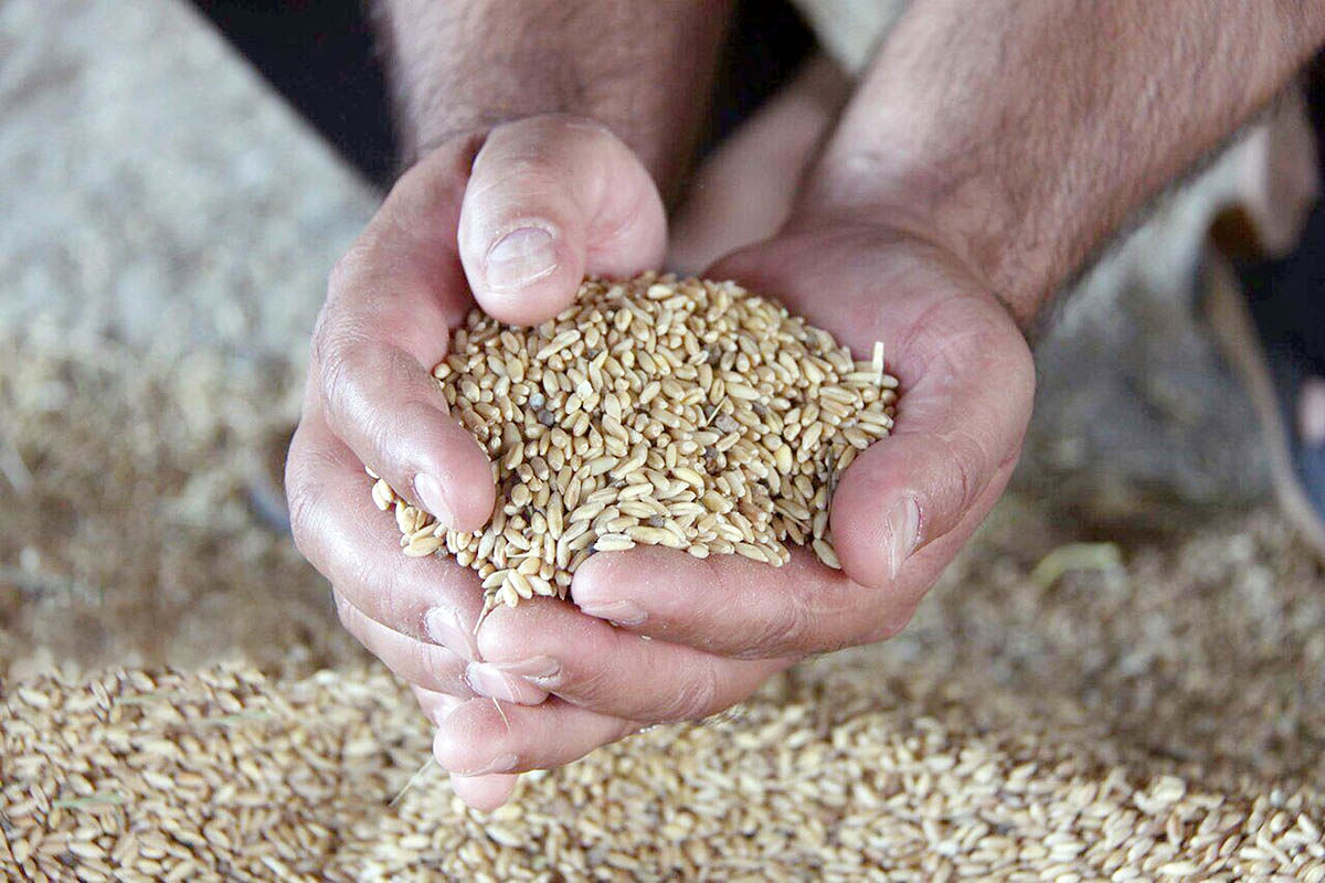 خرید تضمینی گندم در استان اصفهان آغاز شد