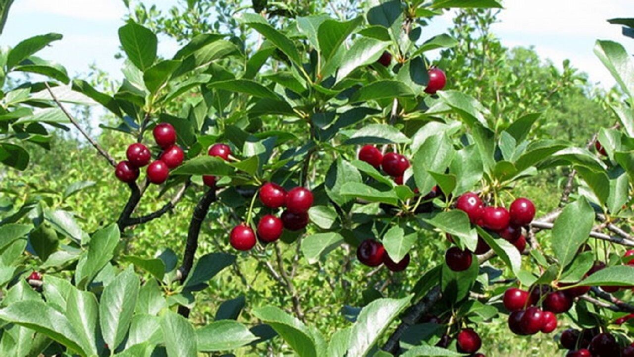 خواص کم نظیر آلبالو که شما را شگفت زده می کند