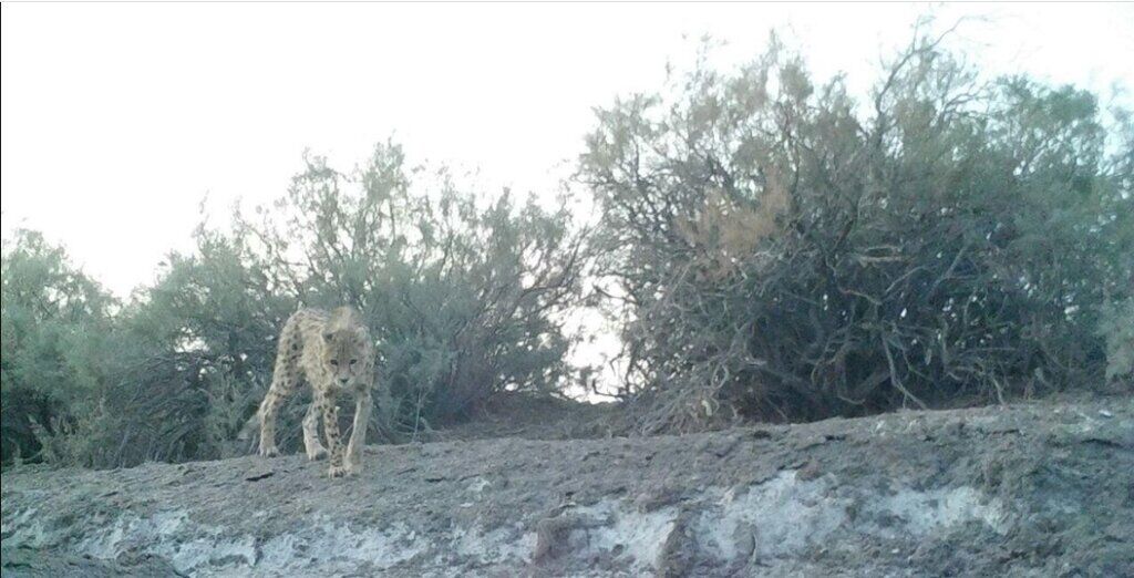 بازگشت هلیا با ۴ فرزند/ یوز ایرانی در آستانه احیا شدن است!
