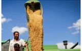 وزیر کشاورزی: نرخ خرید تضمینی گندم امروز نهایی می‌شود