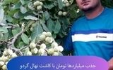 فروش ویژه نهال گردو ژنوتیپ12 با تخفیف 20 درصدی
