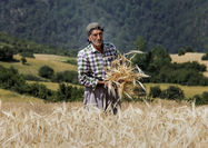 ۳۰‌درصد از مطالبات گندم‌کاران لرستانی پرداخت شده است