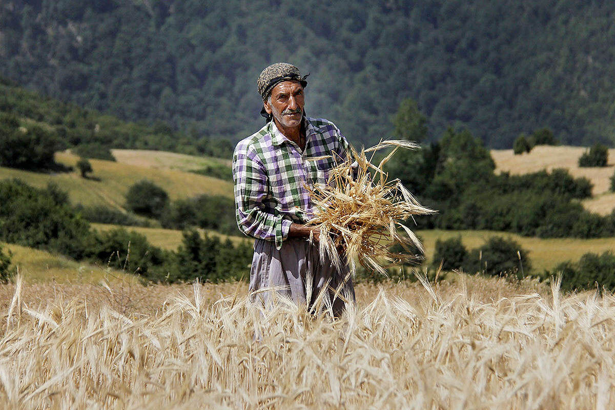 ۳۰‌درصد از مطالبات گندم‌کاران لرستانی پرداخت شده است