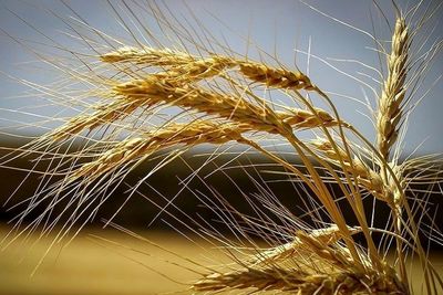 سال آینده چه میزان گندم تولید خواهد شد؟