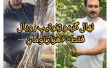 فروش ویژه نهال گردو ژنوتیپ رویال فقط به قیمت 60 هزار تومان
