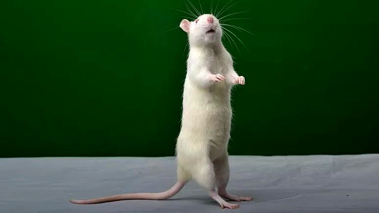 نتایج یک تحقیق: موش‌ها با آهنگ لیدی گاگا ضرب می‌گیرند