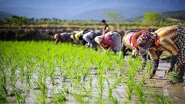 تمامی زنان سرپرست‌خانوار روستایی بیمه هستند