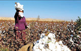 مشوق خشکسالی