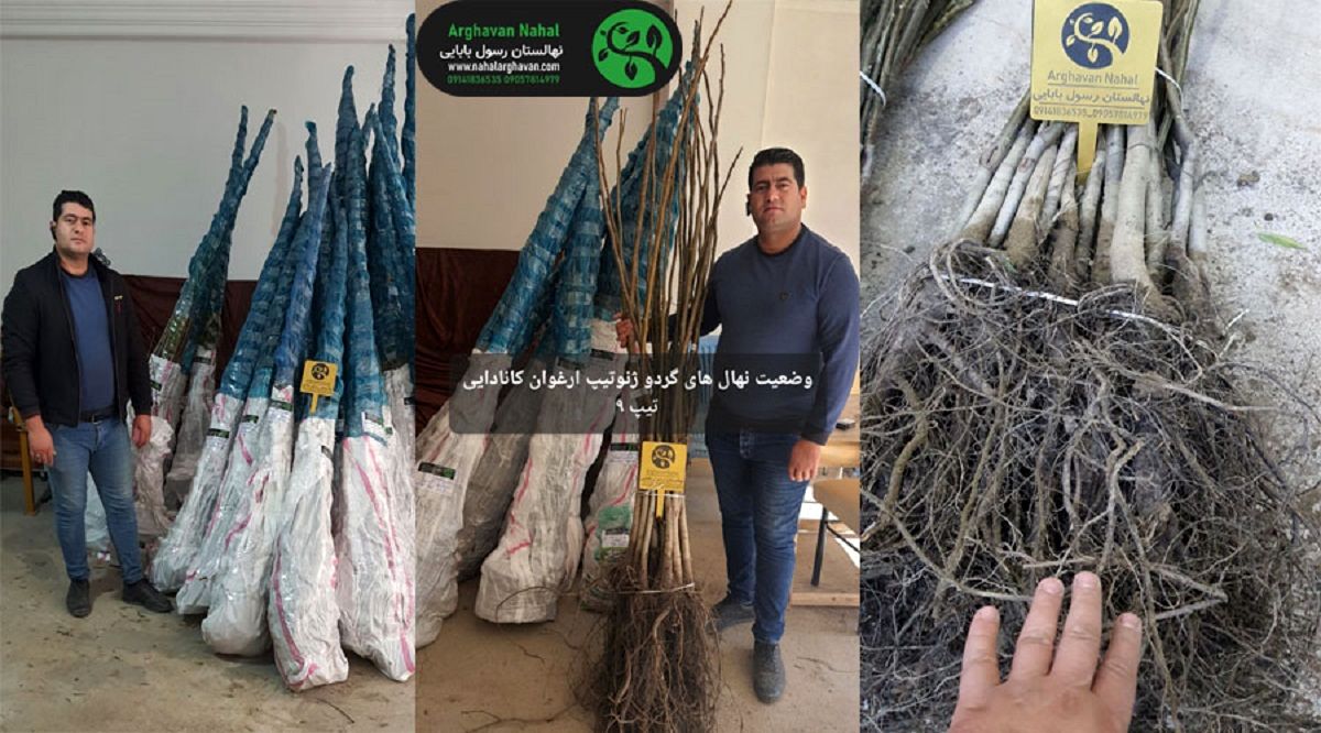 خرید نهال گردو کانادایی تیپ 9 فقط با 80 هزار تومان!