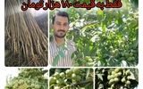 چگونه گردو پیوندی، بهره ‌وری باغ شما را دوچندان می ‌کند؟