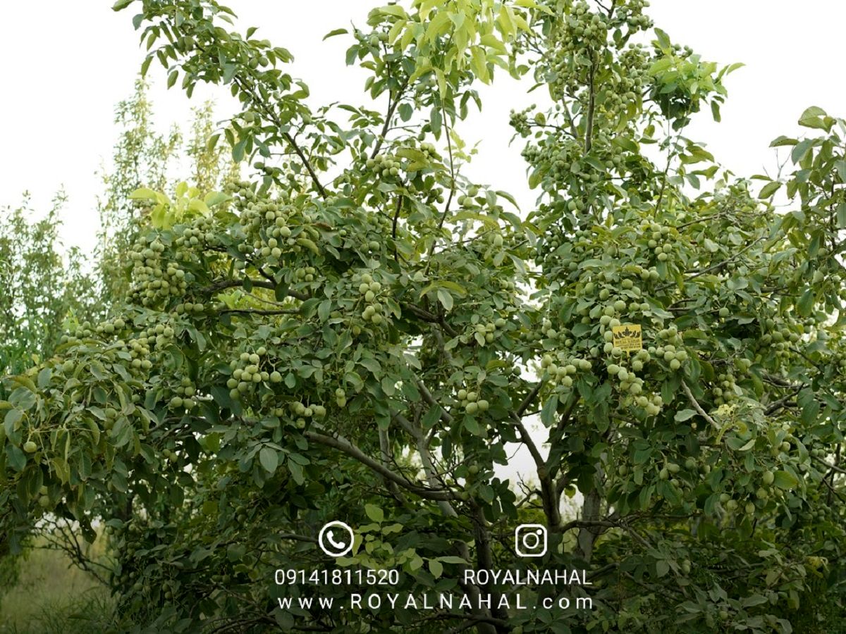 باردهی عجیب و شگفت انگیز درخت گردو در آذربایجان غربی