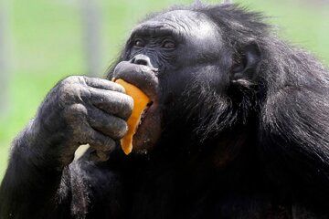 علت چاقی بیش از حد میمون مشهور مشخص شد+عکس