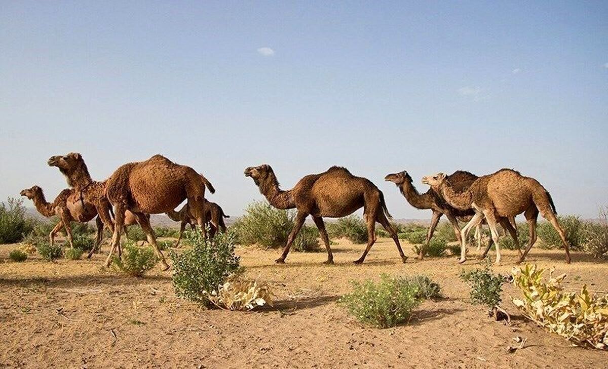 از ورود شتر به این مناطق جلوگیری می‌شود