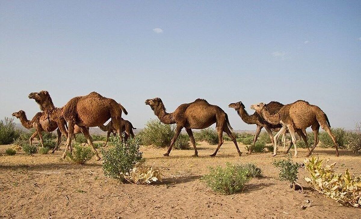 از ورود شتر به این مناطق جلوگیری می‌شود