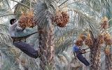 پیش‌بینی تولید ۲۰۰ هزار تن خرما در هرمزگان