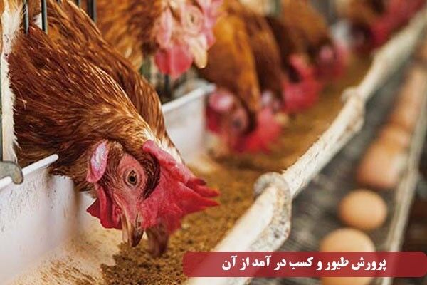 سود حاصل از پرورش طیور و تکثیر آن چقدر است؟