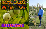 فروش ویژه نهال گردو ژنوتیپ ارغوان، بادام، گیلاس، گلابی، زردآلو، هلو، شلیل در ارغوان نهال