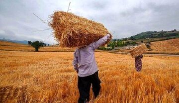 اعلام قیمت رسمی گوشت، مرغ و تخم‌مرغ / گوشت 300 هزار تومانی هم هست؟