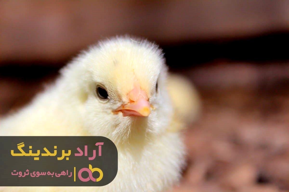 مراکز فروش جوجه یک روزه مرغ رنگی در بازار لاهیجان