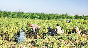 ارتزاق یک میلیون نفر از کشاورزی در خوزستان