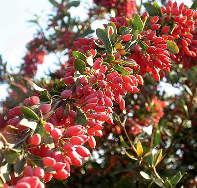 زرشک هم بیمه می‌شود