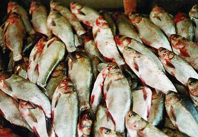 بیش از 400تن ماهی پرورشی از استان فارس صادر شد