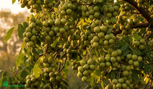 داستان واقعی موفقیت یک کشاورز؛ فقط با 30 نهال گردو