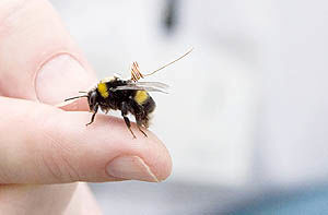 جاسوسی در زندگی زنبورها