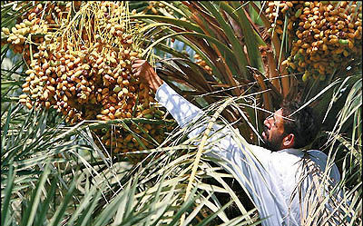 نخل‌داران خوزستانی یارانه می‌گیرند