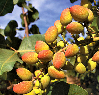 صادرات خشکبار می‌خشکد؟