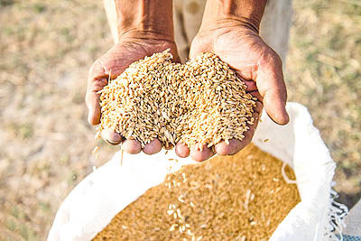 گندم در دوراهی واردات-صادرات