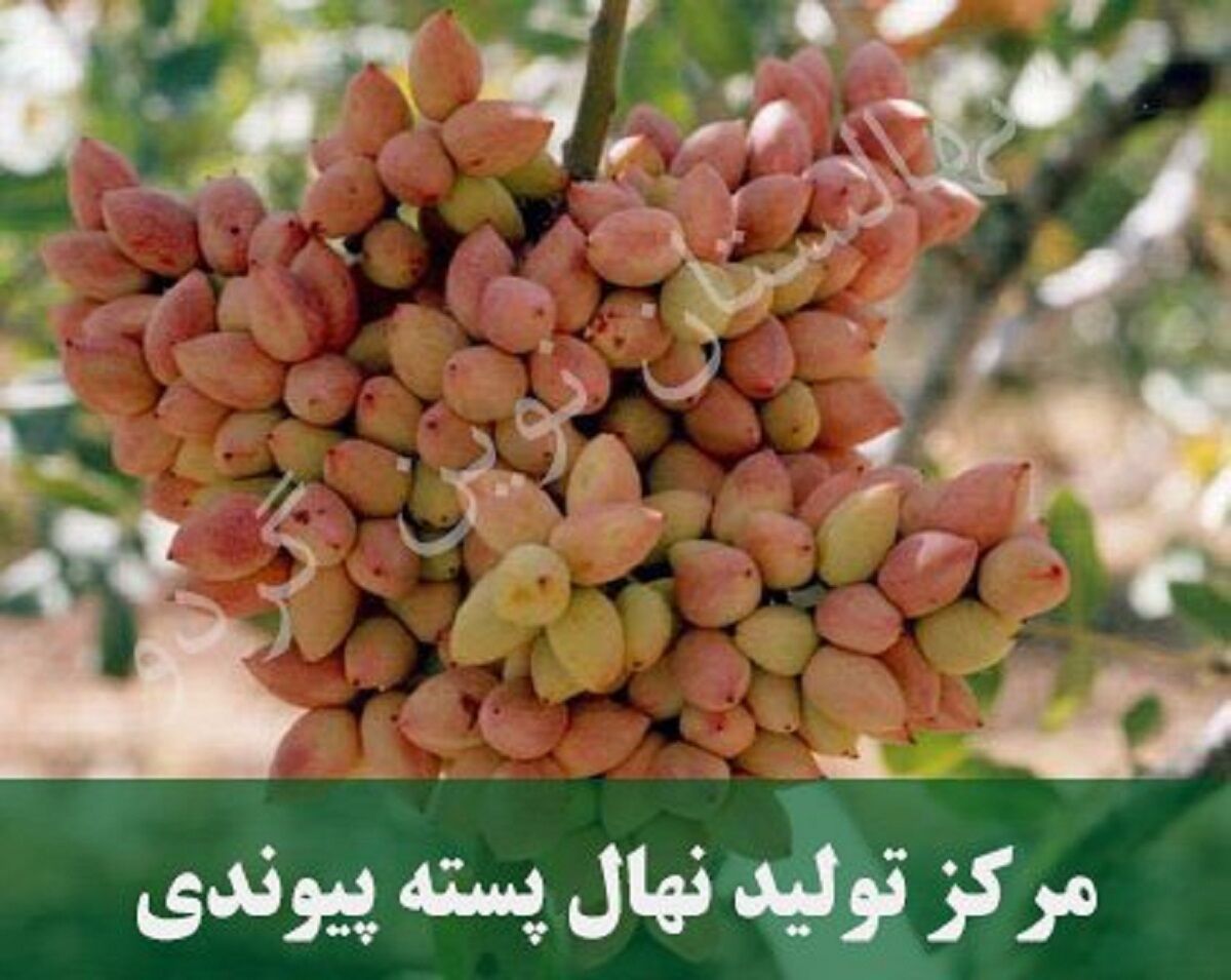 نهال پسته پیوندی اصلاح شده زودبارده 12 تنی روانه بازار باغداران شد!