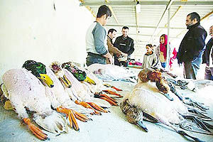 تجارت پرندگان  تهدید حیات وحش فریدونکنار