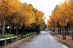 ایجاد محور گردشگری در ضلع جنوبی پارک ناژوان