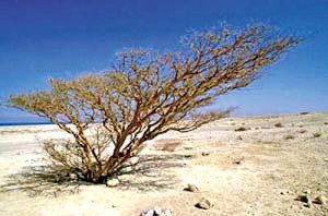 روز جهانی بیابان‌زدایی - ۲۸ خرداد ۹۴