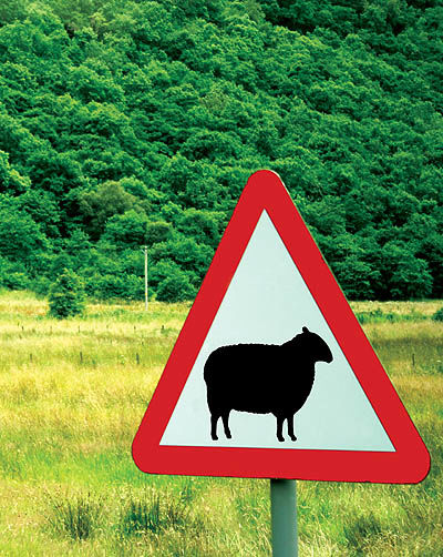 احتیاط گوسفند گـران می‌شود