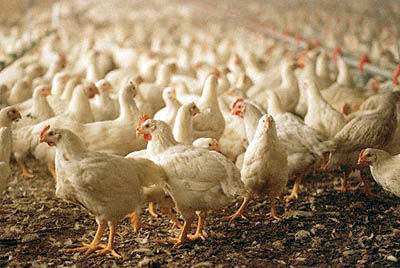 ممنوعیت واردات و صادرات مرغ