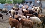 نکات بهداشتی ذبح دام در عیدقربان/ خطرات ورود ترشحات دام به بدن انسان