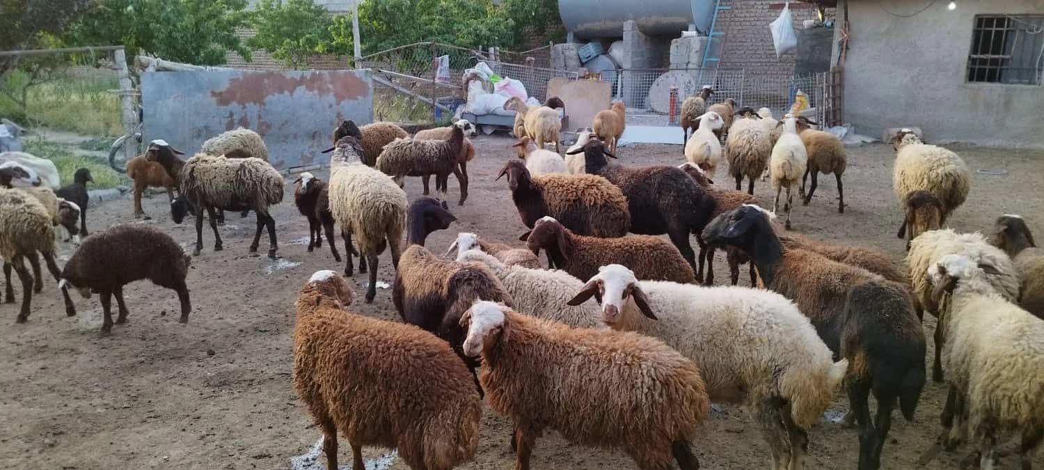 این کشور عربی خواستار  واردات گوسفند ایرانی شد