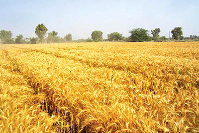 خرید 9 میلیون تن گندم دیم و آبی از کشاورزان