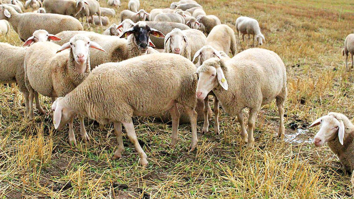 چرای گوسفندان در مزارع سبز!