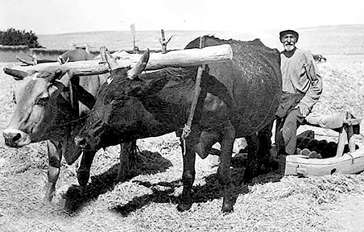 ورود مستشاران زراعی و... 