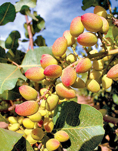 صادرات پسته ایران رونق می‌گیرد