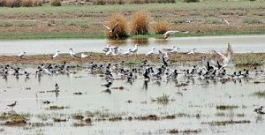 عکس هفته: تالاب کانی‌برازان